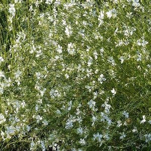 Gaura Lindheimerova ´SNOWBIRD´, kont.P9